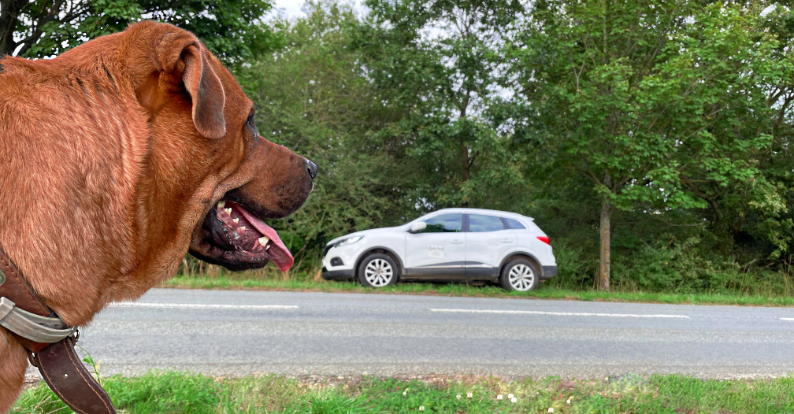 Un chien devant le taxi animalier