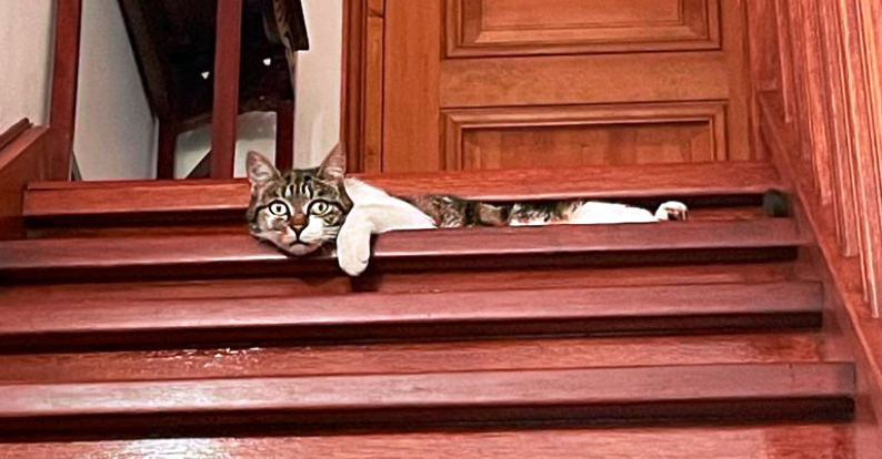 un chat interrogatif dans les escaliers